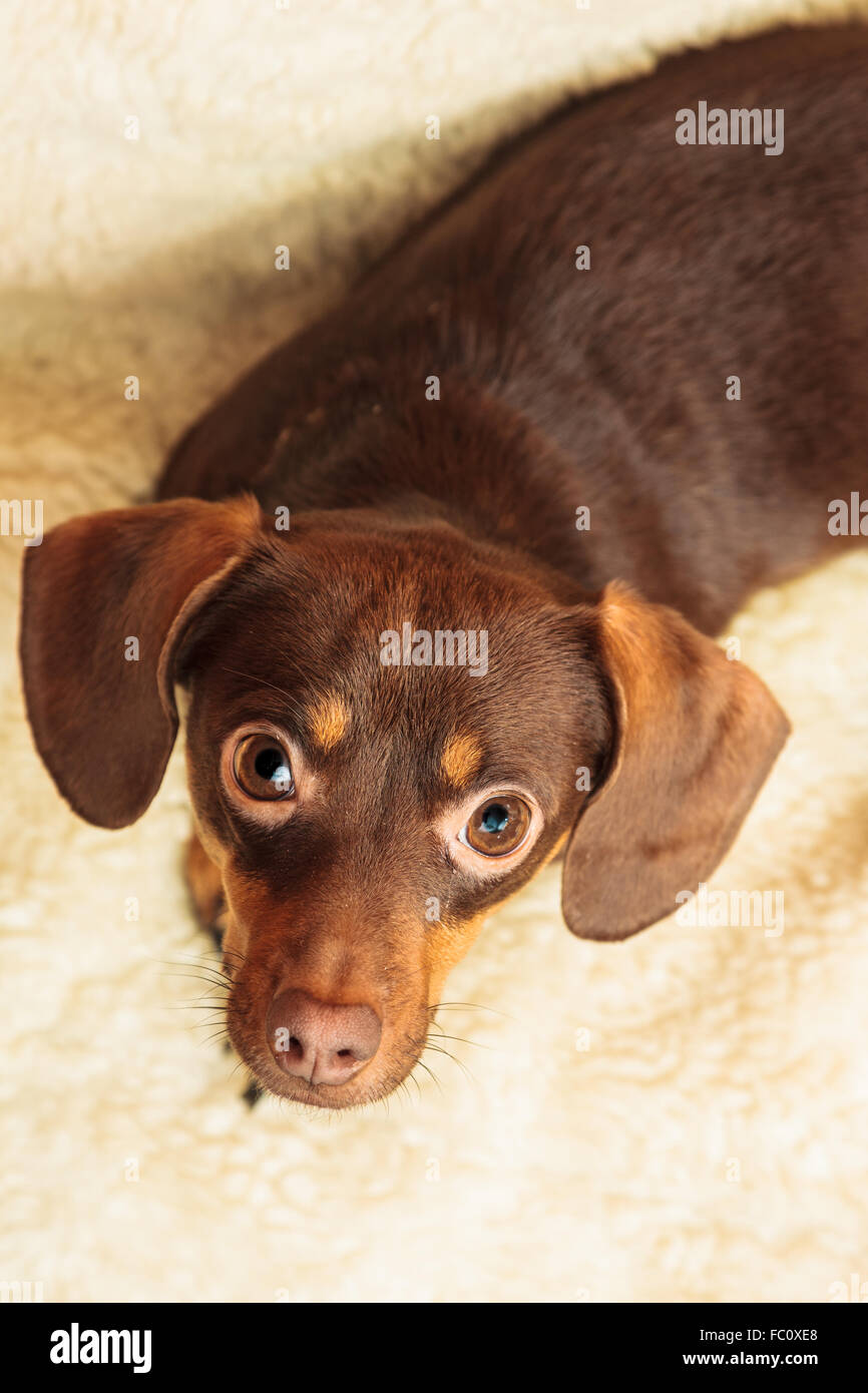 mixed dog relaxing on bed at home Stock Photo
