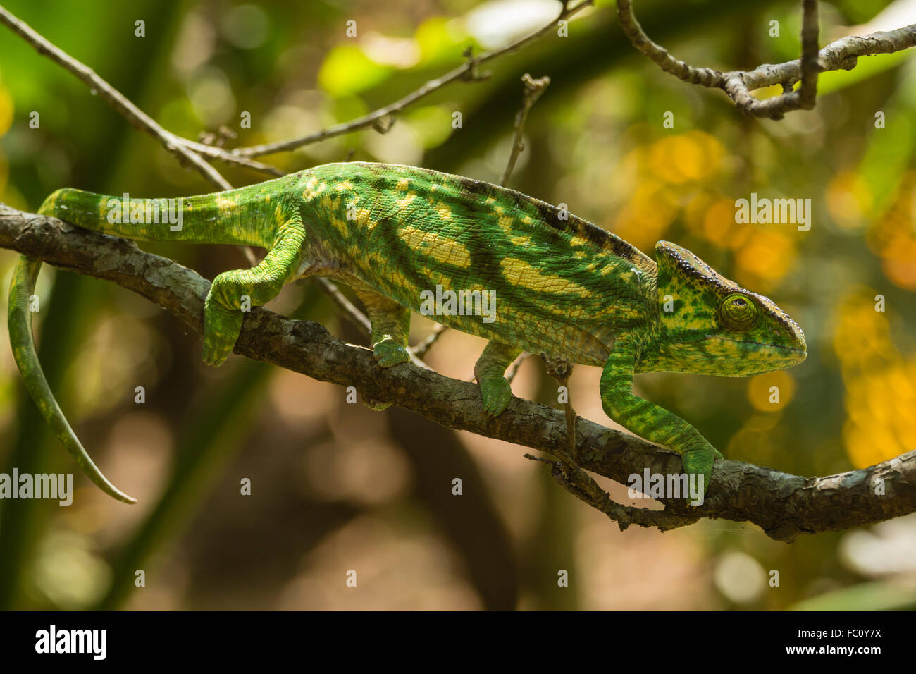 Chameleon, Madagascar Stock Photo