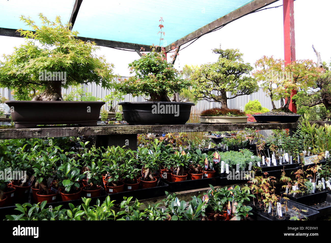 Varieties of bonsai for sale in a nursery Stock Photo