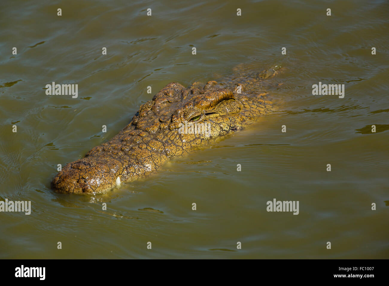 The crocodile farm, crocodylus niloticus, Antananarivo, Madagascar Stock Photo