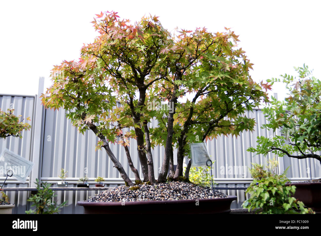 Japanese maple bonsai Stock Photo