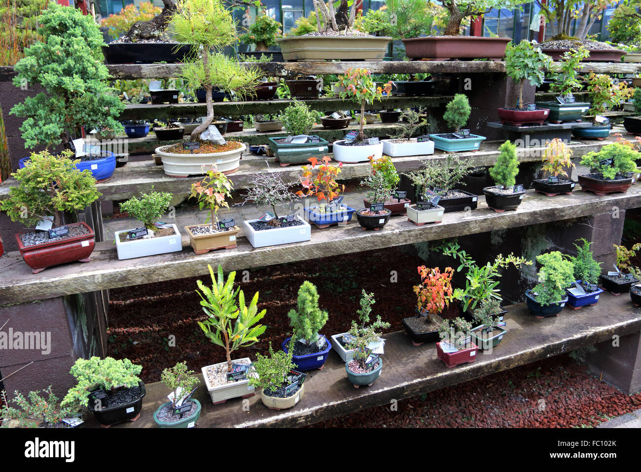 Varieties of bonsai for sale in a nursery Stock Photo