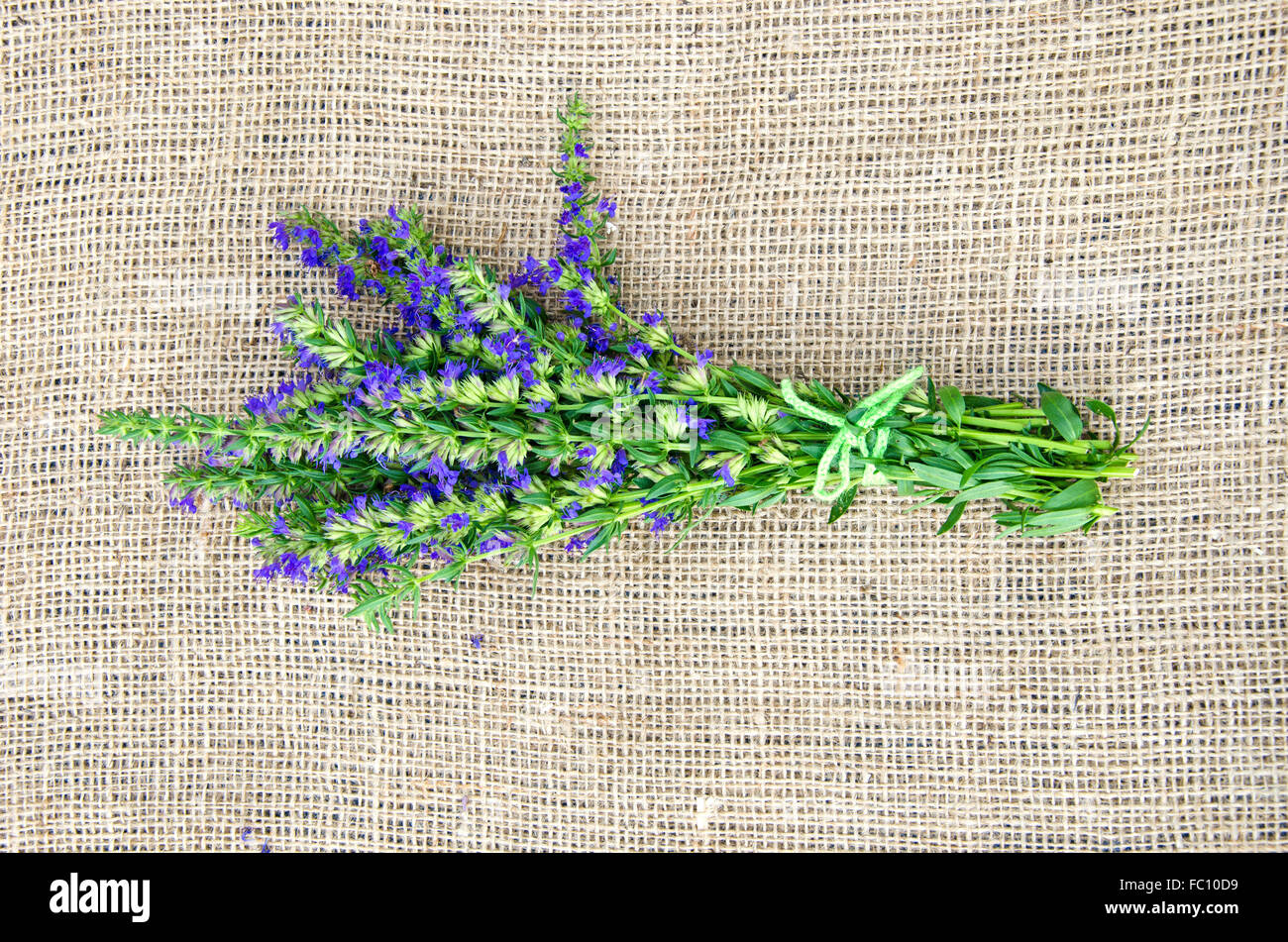 Bunch Of Hyssop On Linen Material Covering Table Surface Stock Photo bunch-of-hyssop-on-linen-material-covering-table-surface-stock-photo