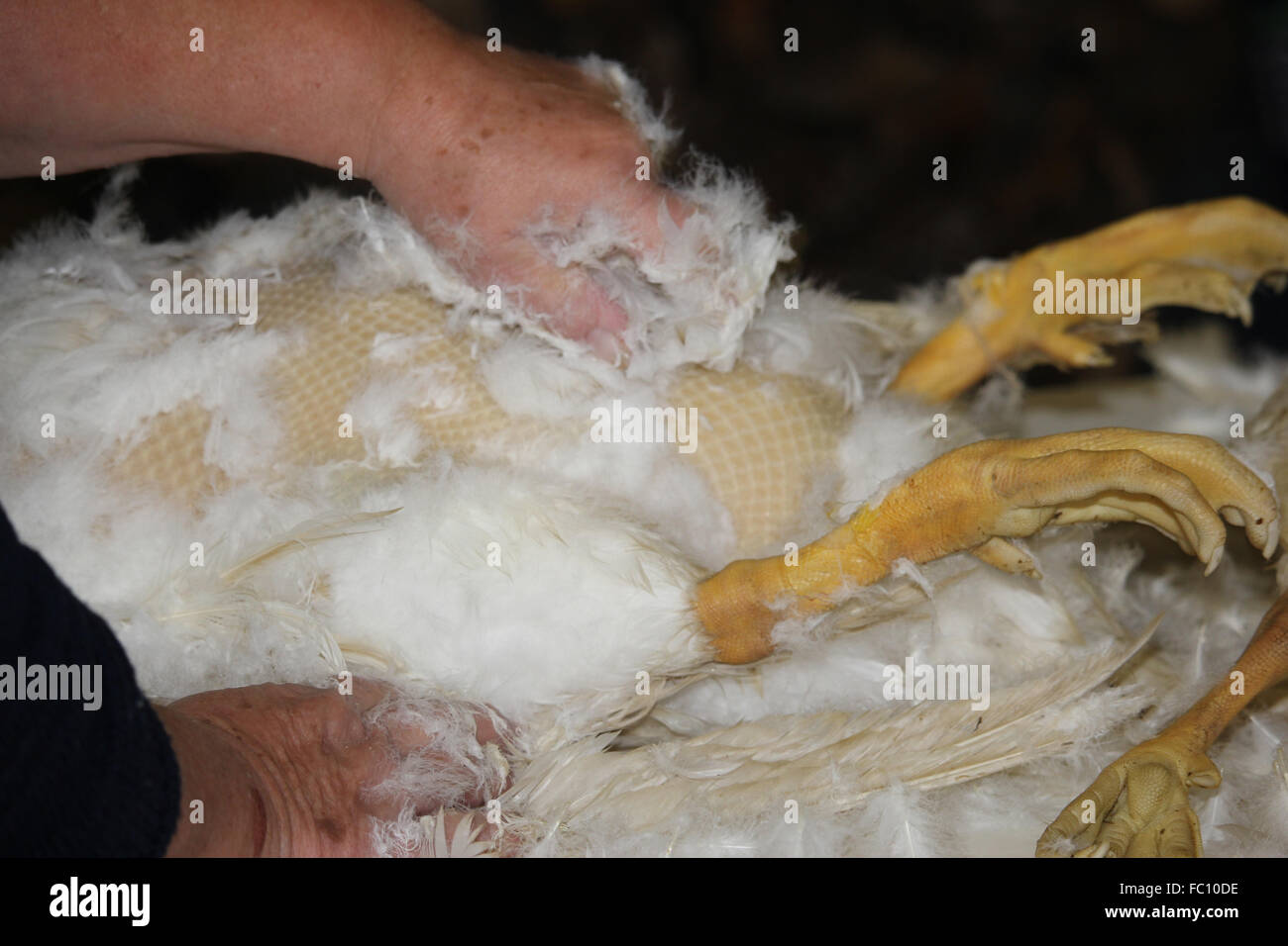 to pluck the goose Stock Photo