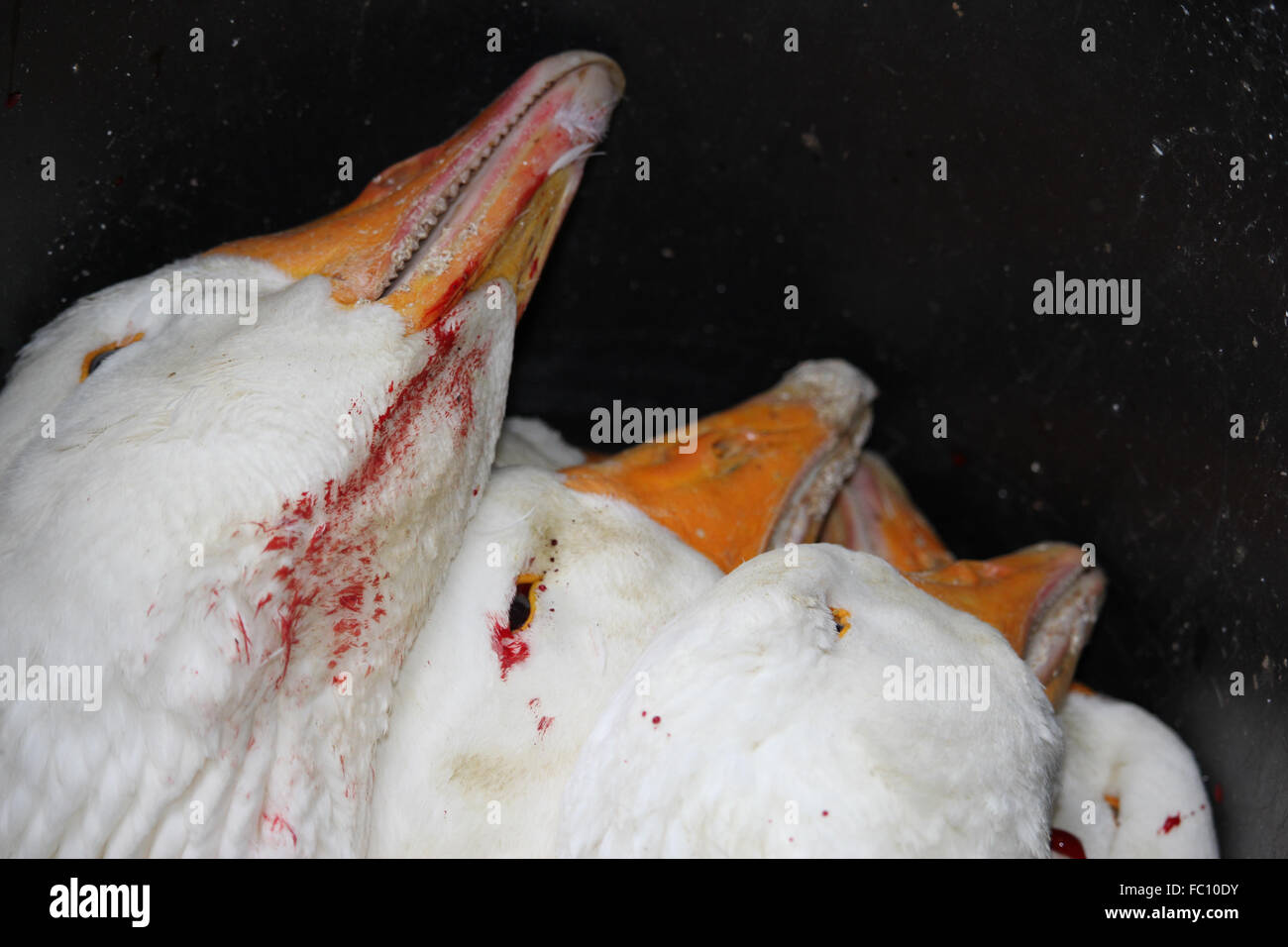 to pluck the goose Stock Photo