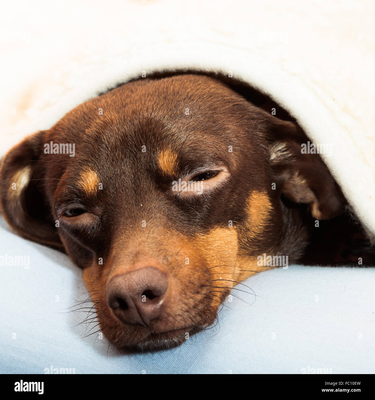 mixed dog sleeping on bed at home Stock Photo