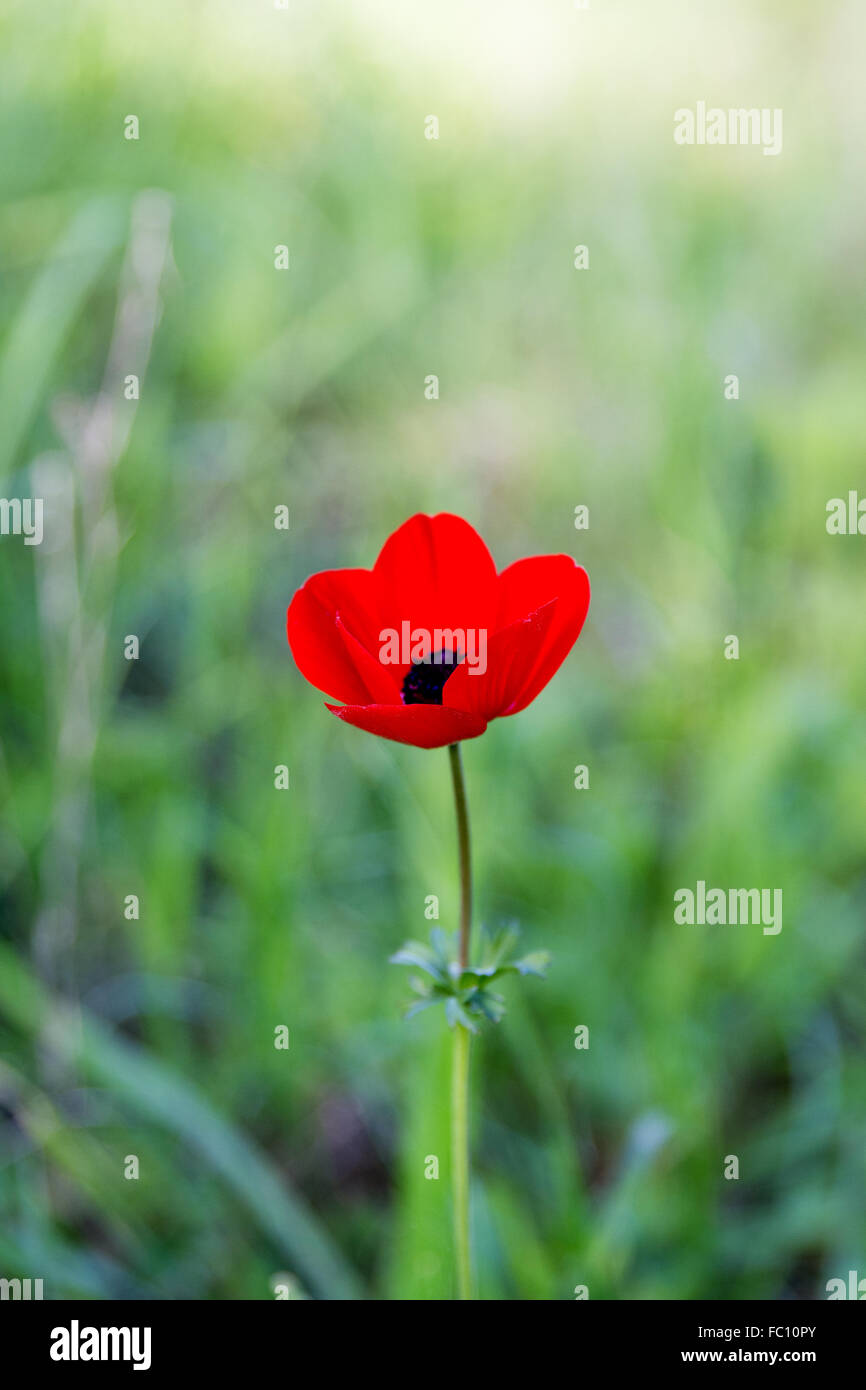 White peace poppy hi-res stock photography and images - Alamy