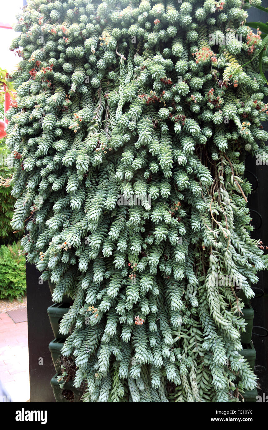 Sedum morganianum or also known as burro's tail or donkey tail Stock Photo