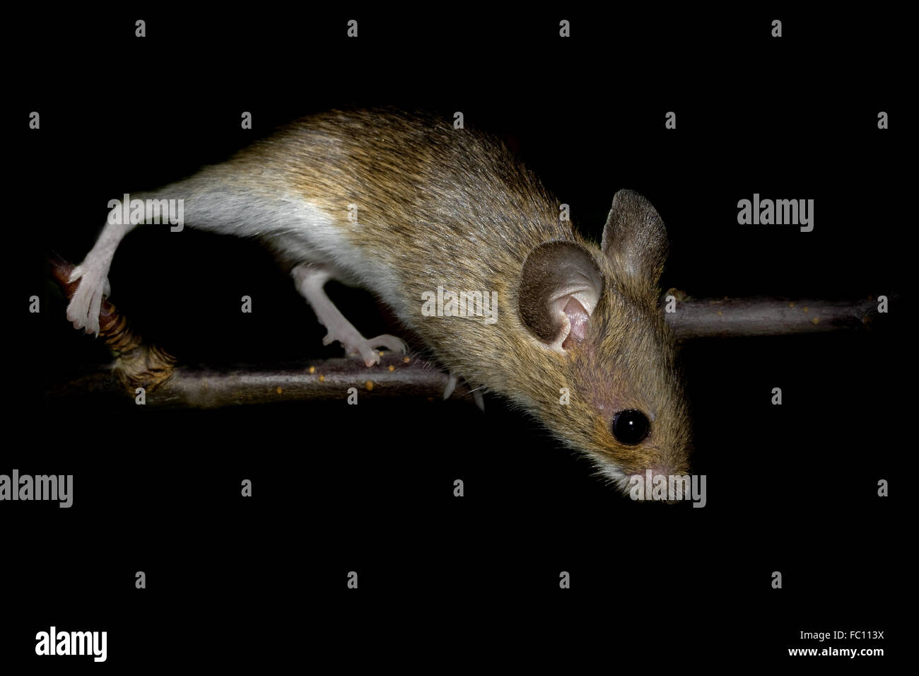European wood mouse    Apodemus sylvaticus Stock Photo