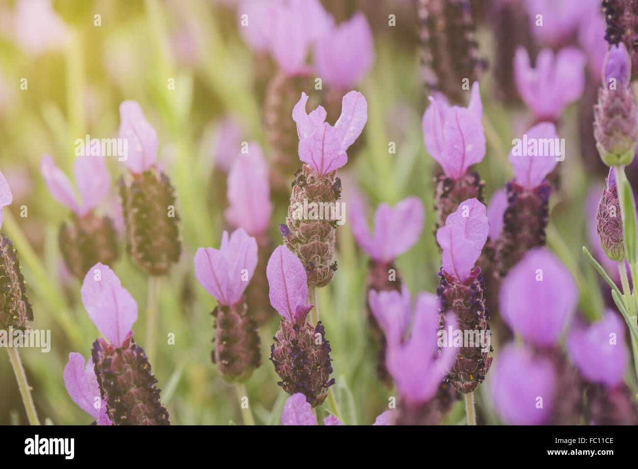 Purple Spanish Lavender Flower Stock Photo - Alamy