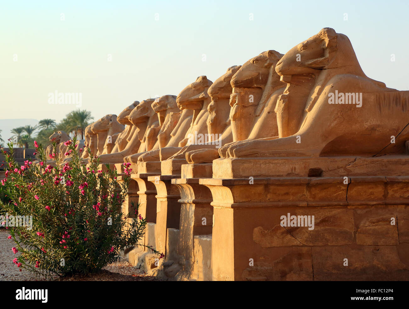 egypt statues of sphinx in karnak temple Stock Photo Alamy