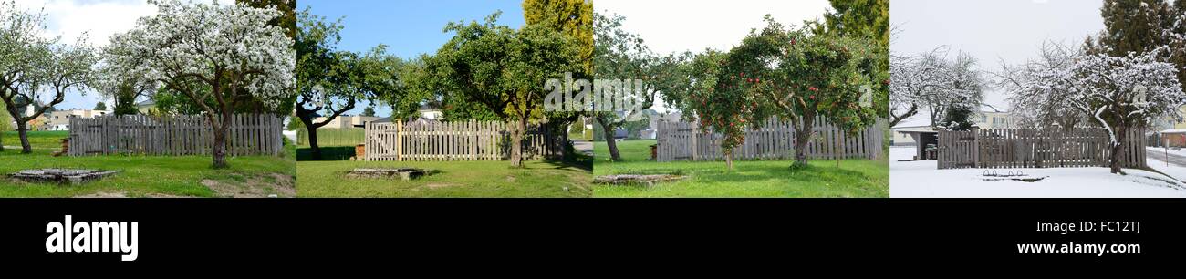 Apple tree in all four seasons Stock Photo