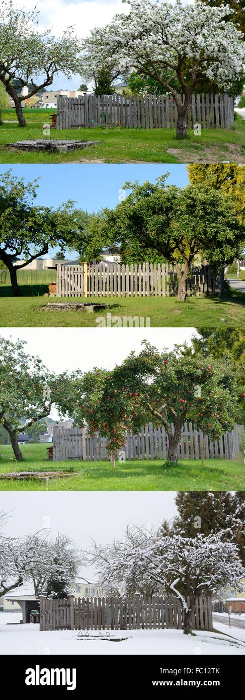 old apple tree in all four seasons Stock Photo
