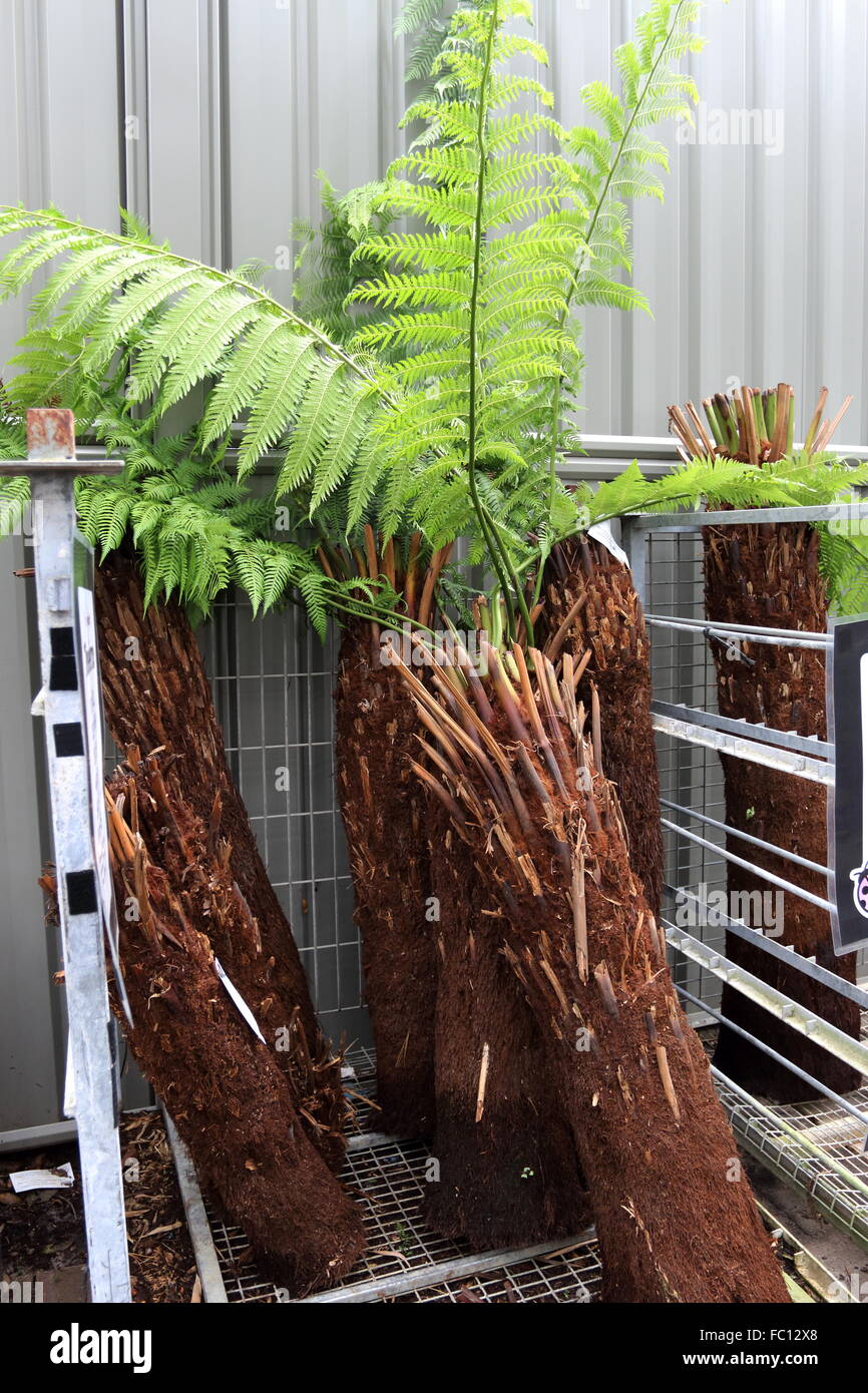 Cyathea cooperi or known as Australian tree fern, lacy tree fern, scaly tree fern, or Cooper’s tree fern Stock Photo