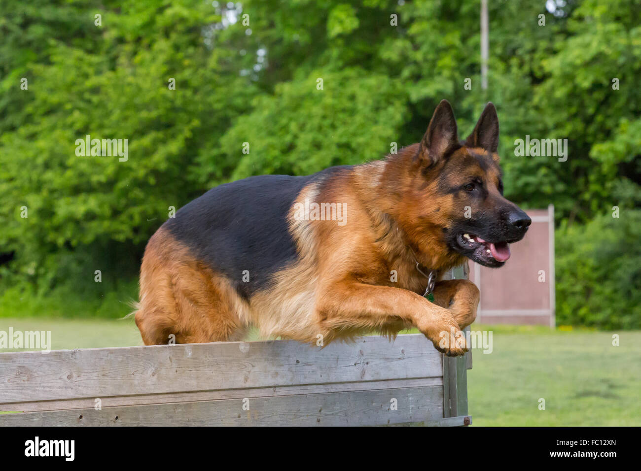 German shepherd jumping hires stock photography and images Alamy