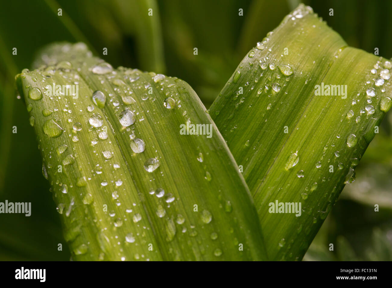 Waterdrops on a leave Stock Photo - Alamy