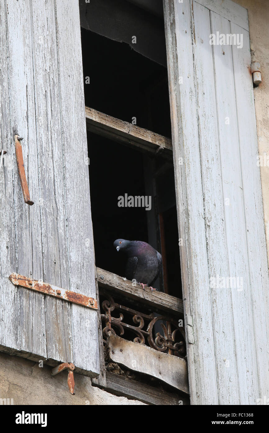 A pigeon in a window Stock Photo Alamy