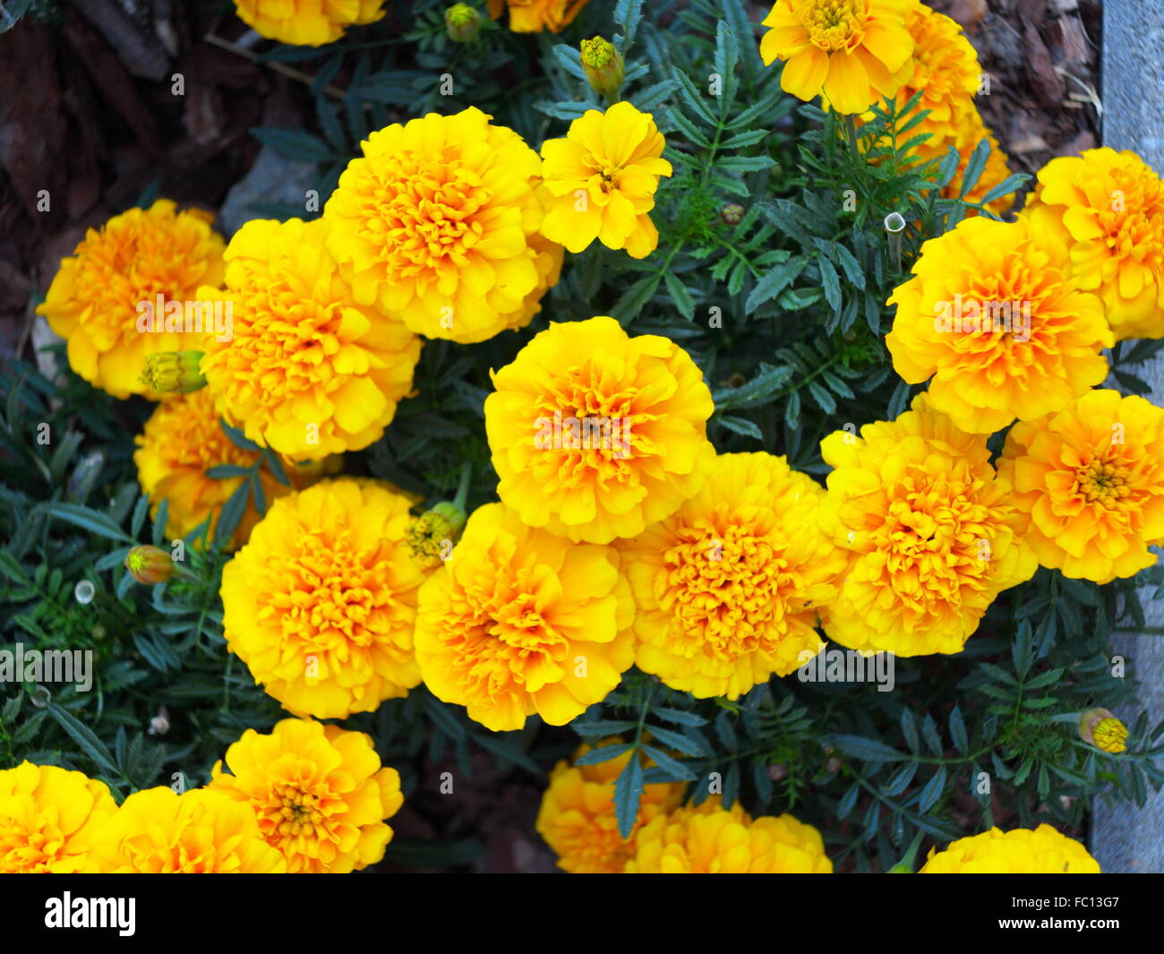 Yellow flowers in the garden. Marigold tagetes Stock Photo