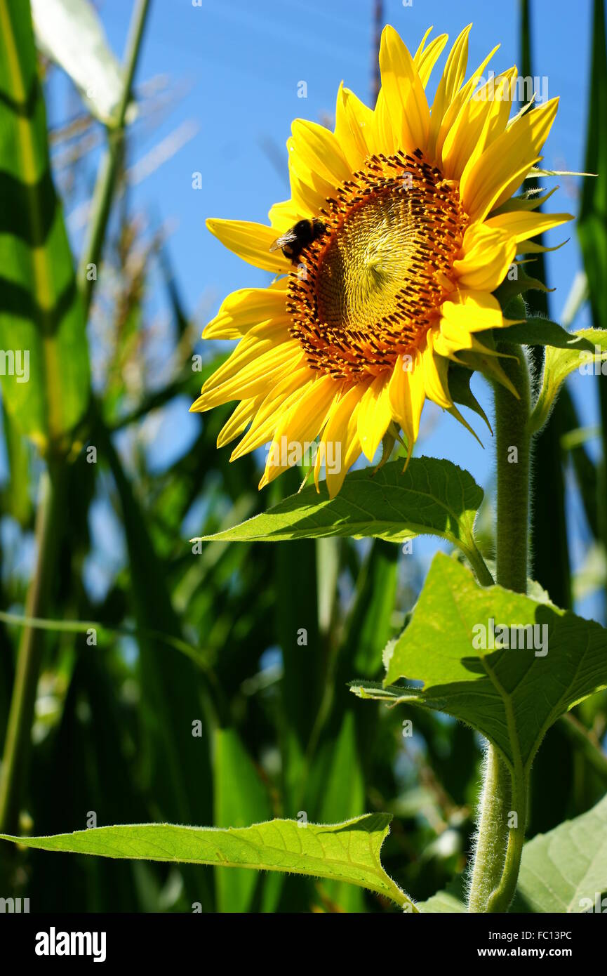 Sunflower with a leaf clear summer blue sky Stock Photo Alamy
