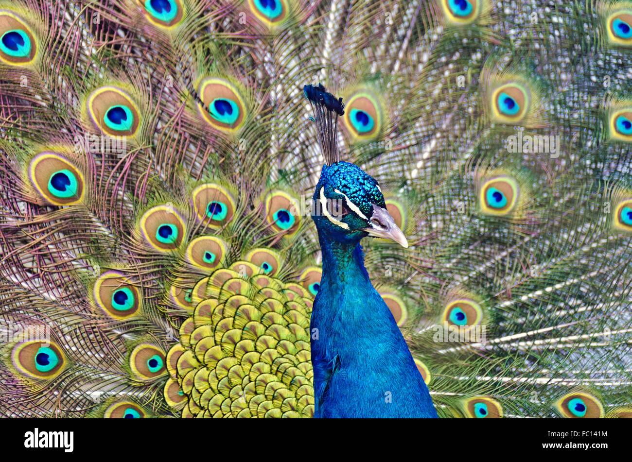head of a male blue Indian peafowl Stock Photo