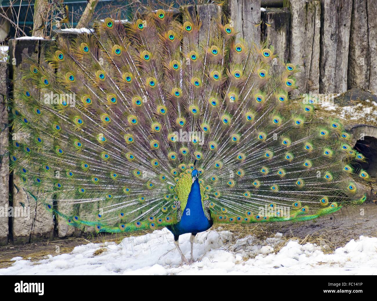 blue Indian peafowl  displaying the train Stock Photo