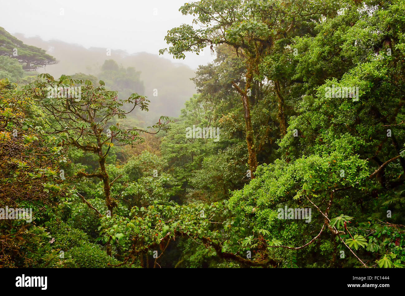 Rain forest Stock Photo