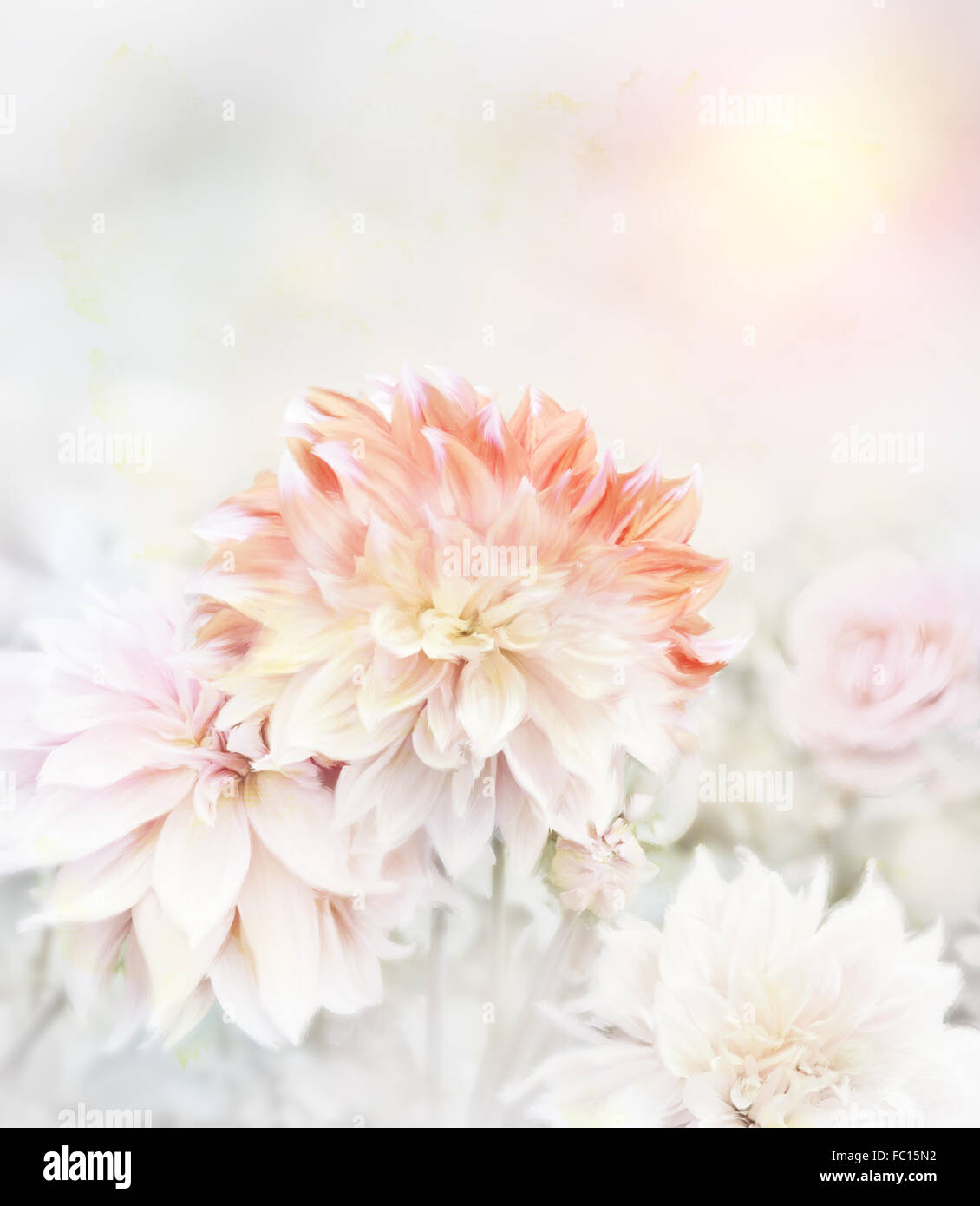 Soft focus of background hi-res stock photography and images - Alamy