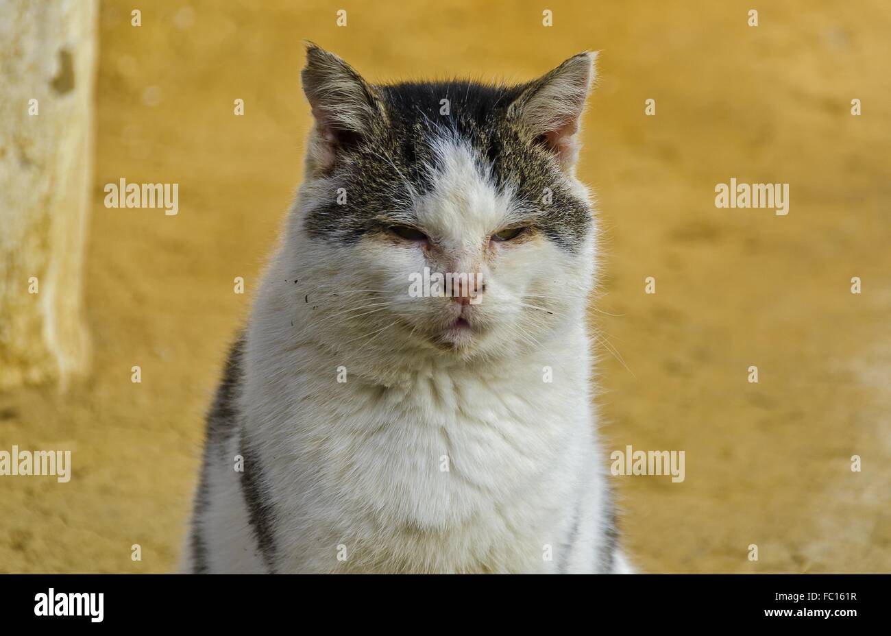 straying cat with swollen gummy eyes Stock Photo
