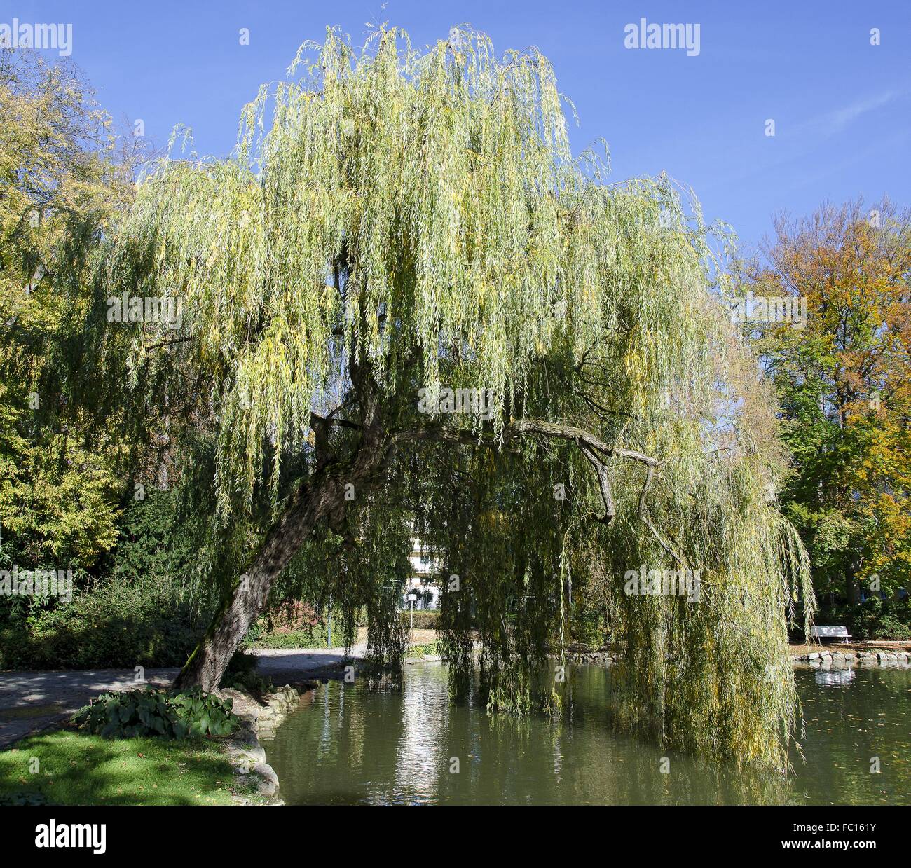 weeping willow at a pond Stock Photo Alamy