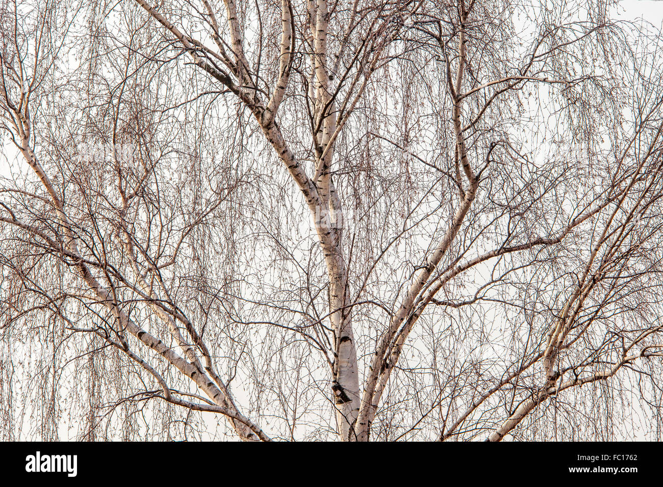 Baum ohne laub hires stock photography and images Alamy