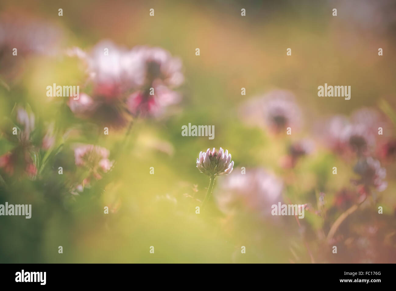 Vintage soft flowers meadow hi-res stock photography and images - Alamy