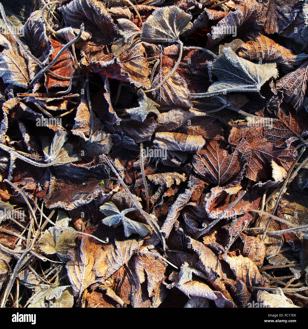 Plat leaves hi-res stock photography and images - Alamy