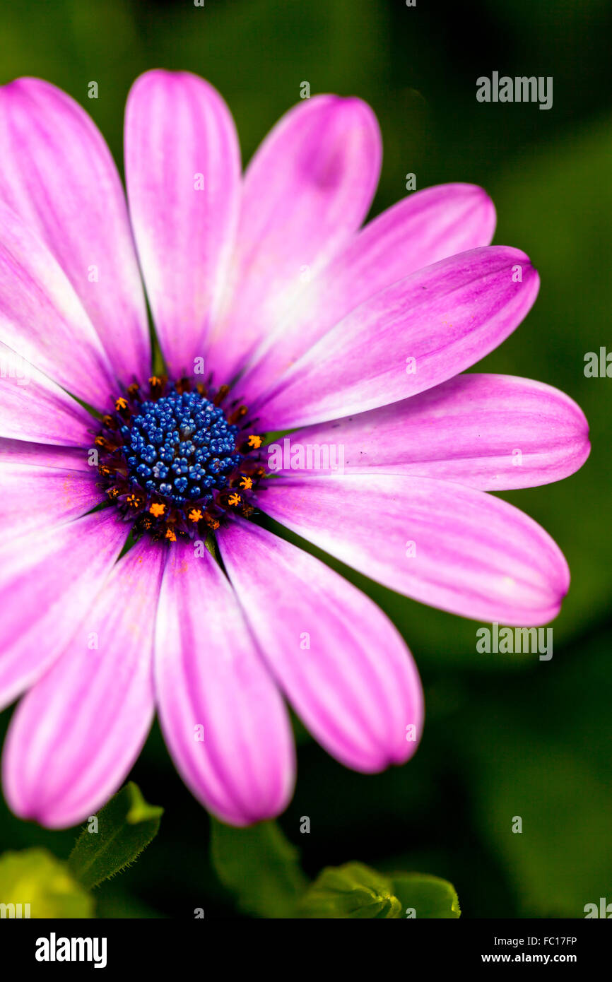 Beautiful pink flower close-up Stock Photo