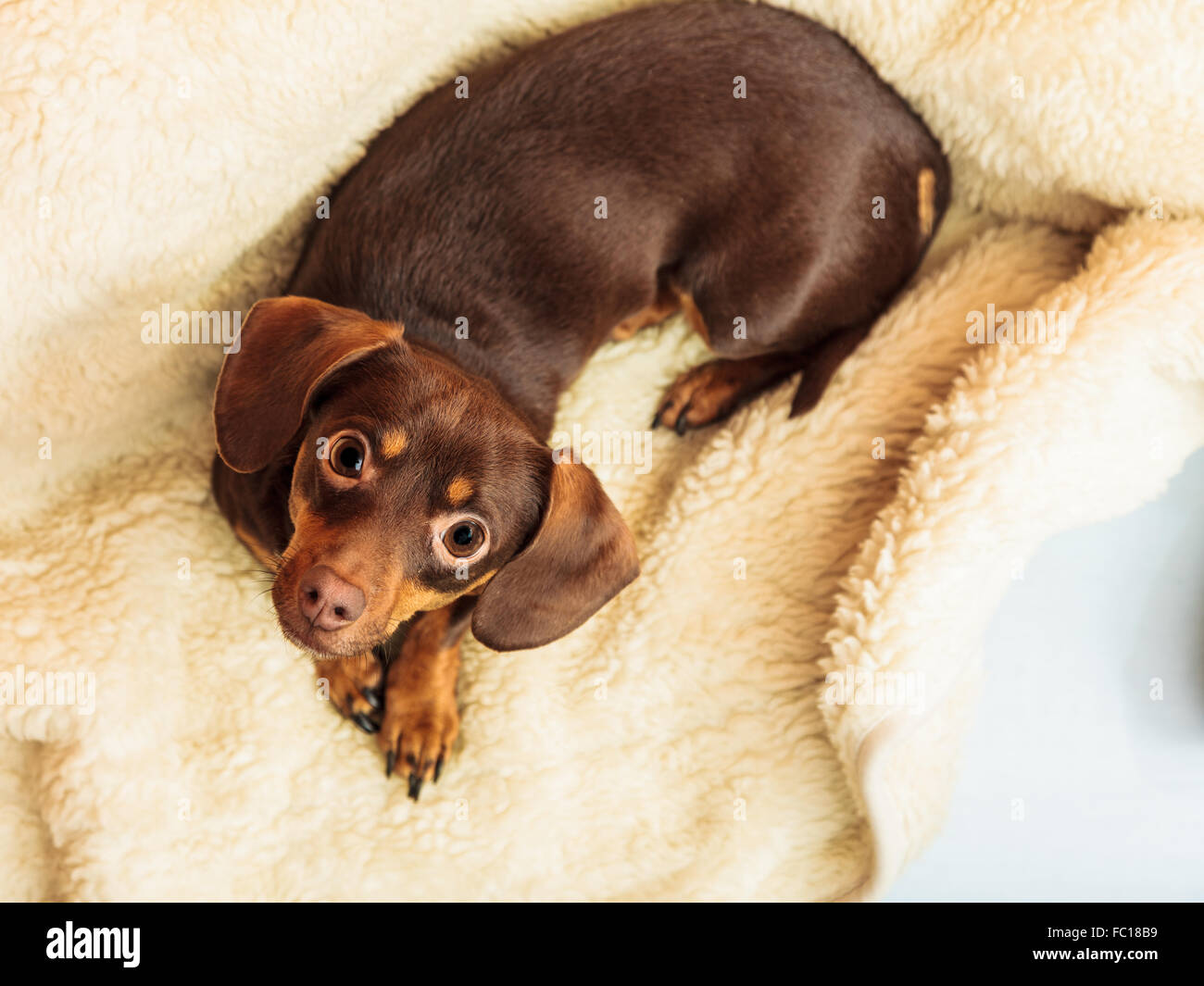 mixed dog relaxing on bed at home Stock Photo