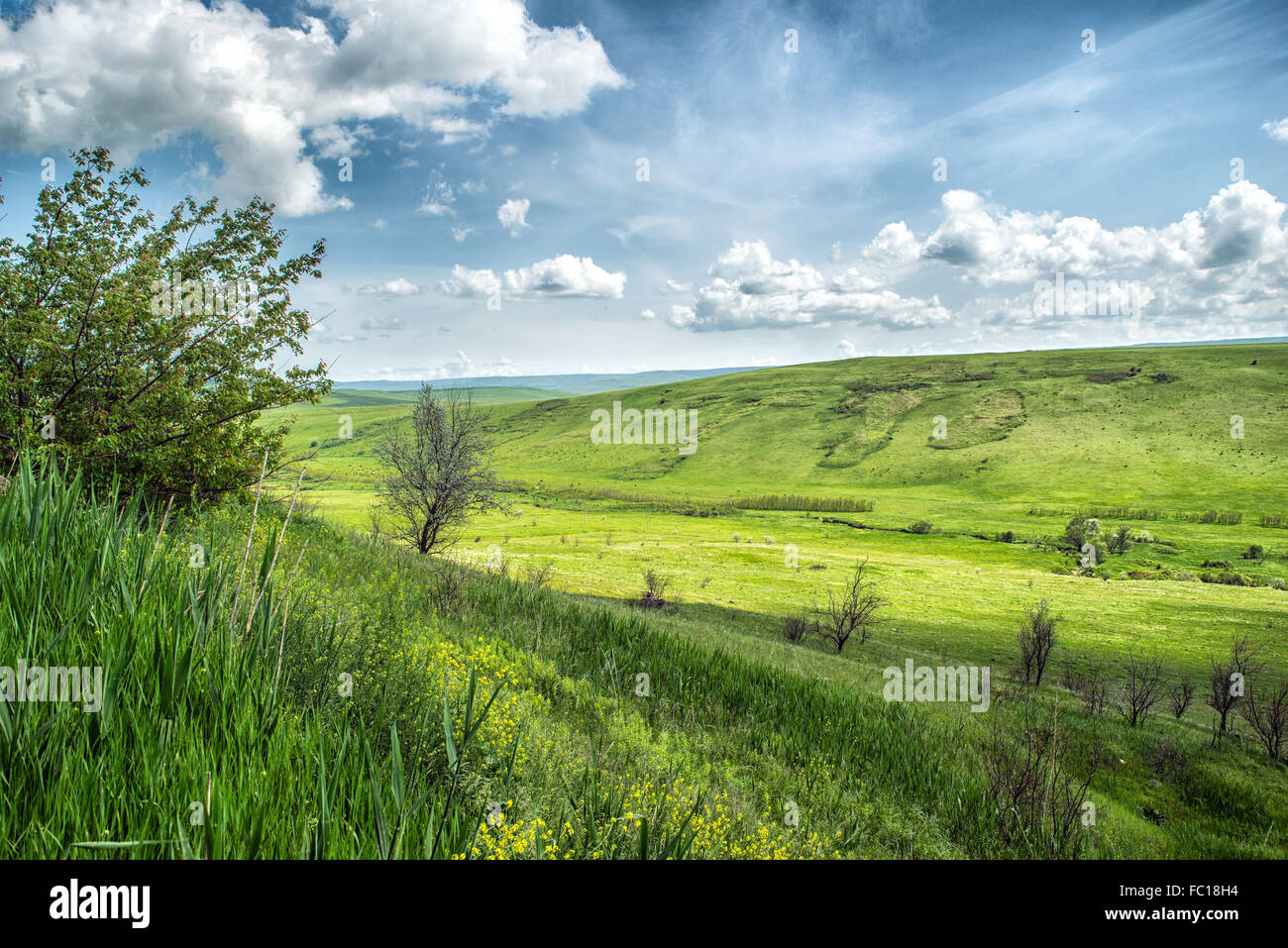 Flowers in the mountains. Russia, Stavropol. Stock Photo