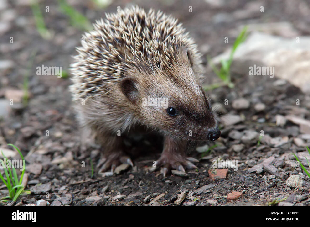 Young Hedgehog Stock Photo