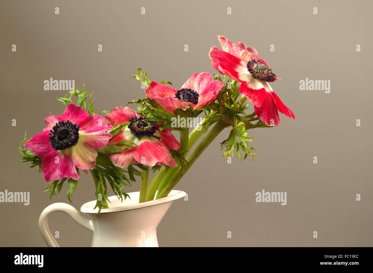 anemone Stock Photo
