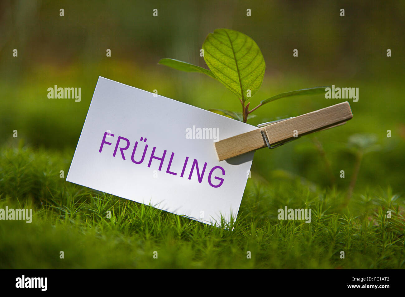 The word „Frühling with a seedling Stock Photo