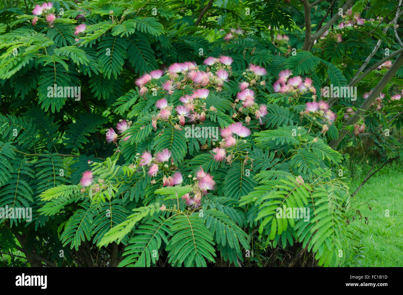 Persian Silk tree bloom Stock Photo Alamy