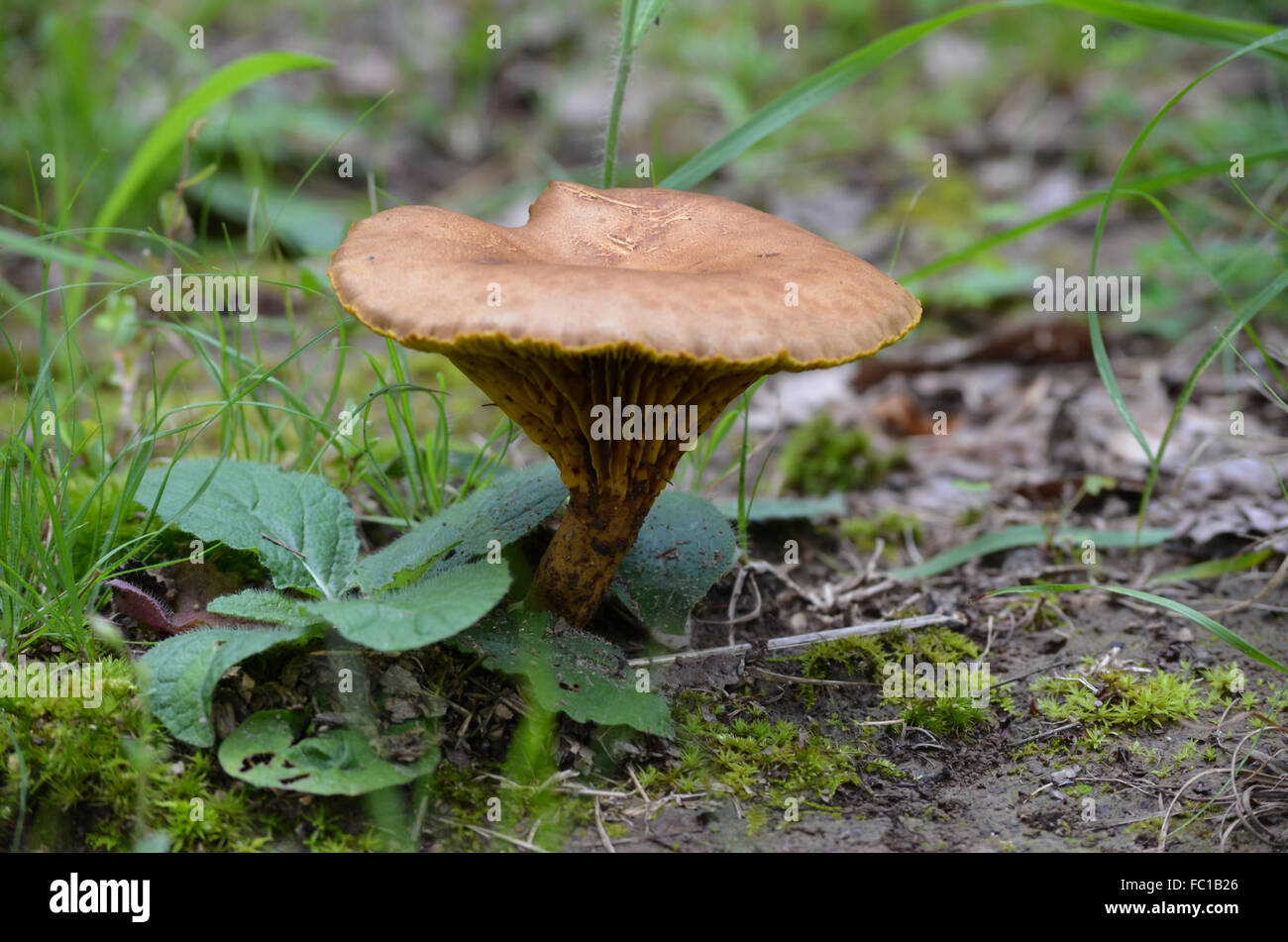 Small mushroom in a field Stock Photo
