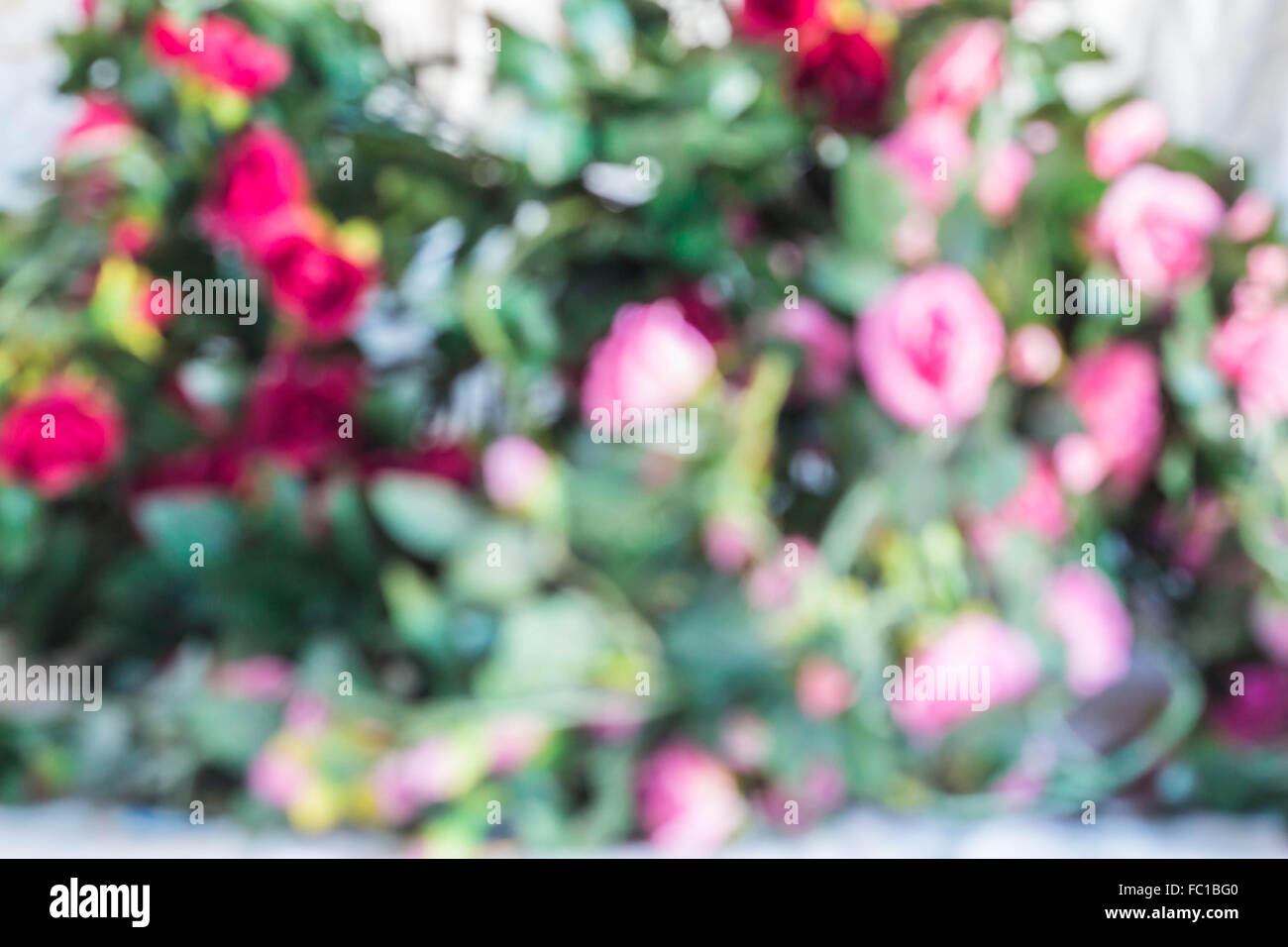 Bokeh red and pink roses on a white background. Stock Photo