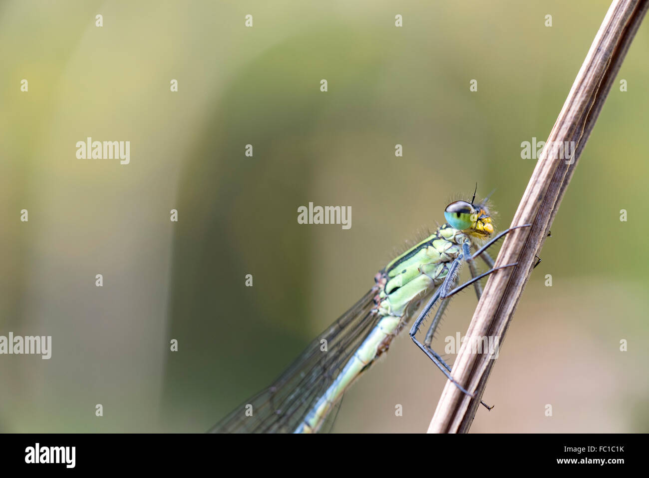 A close up of the compound eye of an Ethiopia Sprite (Pseudoagrion guichardi), a highland endemic damselfly Stock Photo