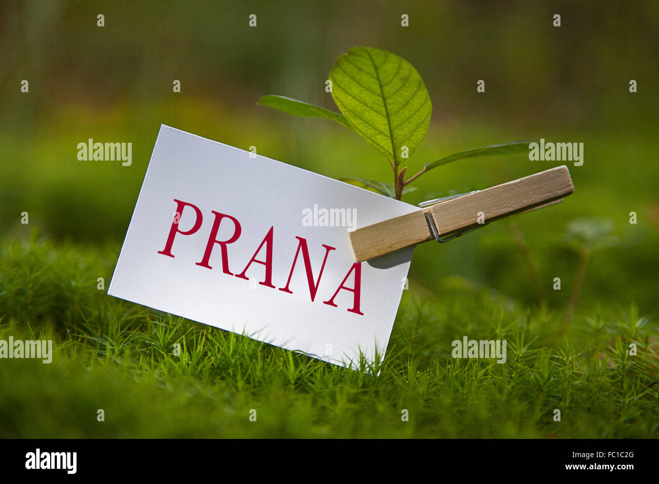 The word „Prana with a seedling Stock Photo Alamy