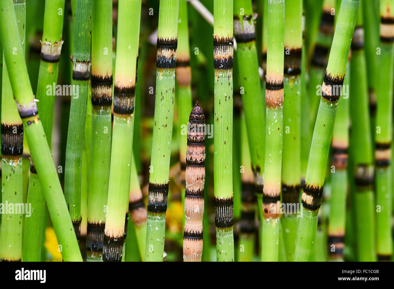 Stems of Horsetail (Equisetum hyemale) Stock Photo