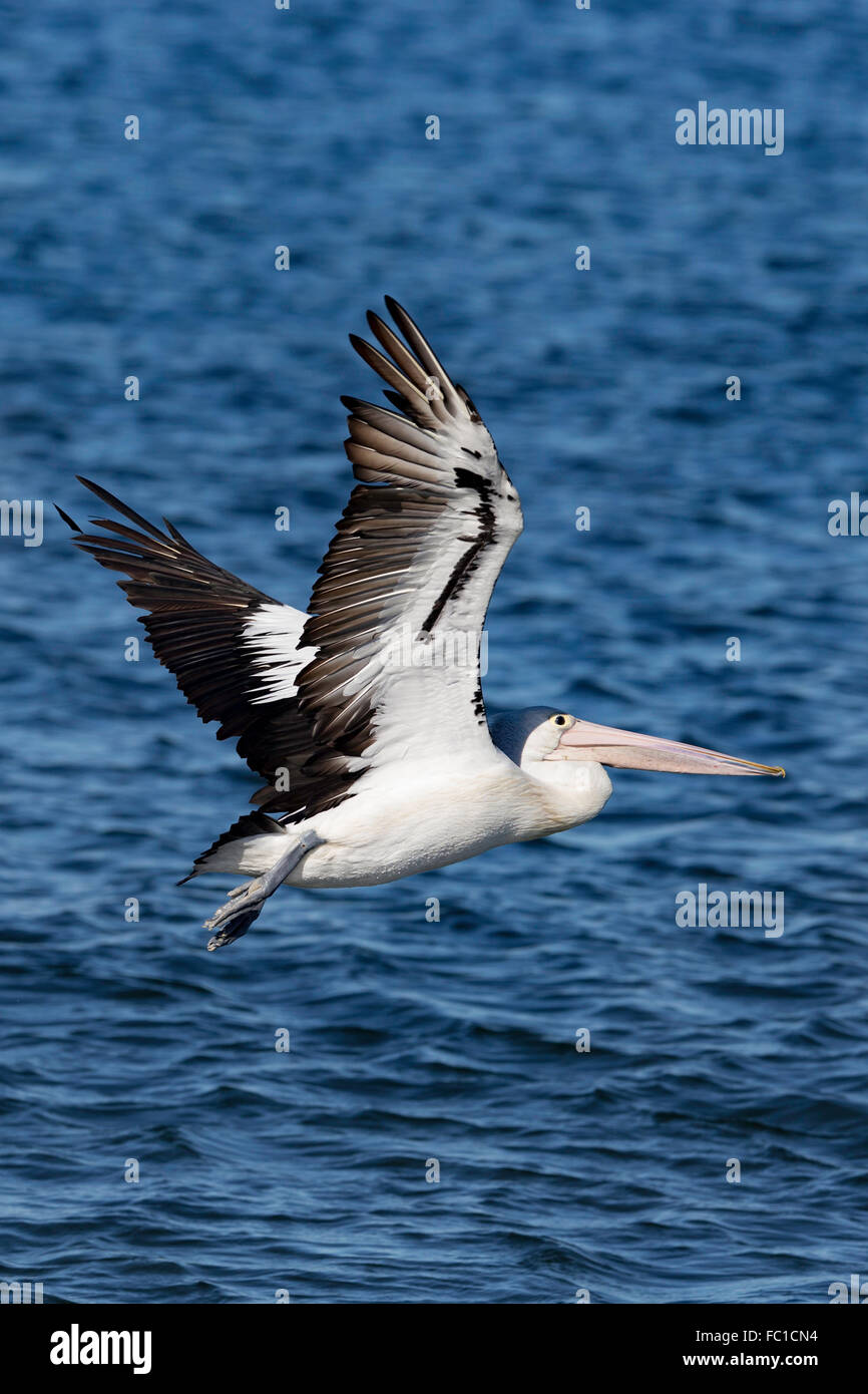 Australian Pelican flying over the ocean Stock Photo