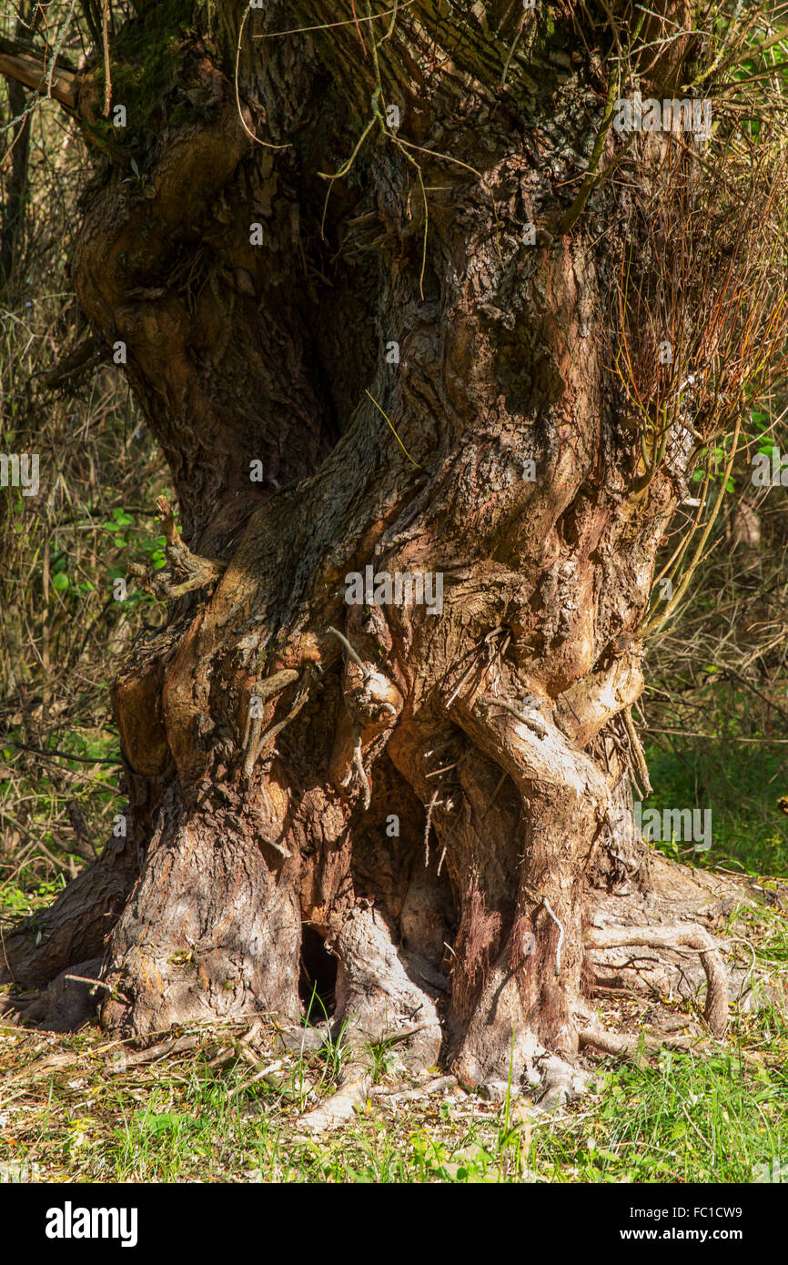 An old willow tree Stock Photo