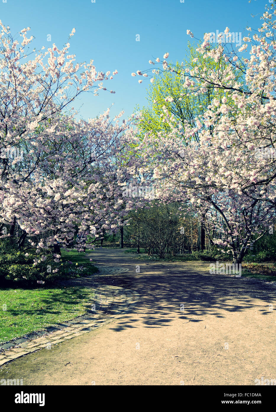 Cherry Blossom In Spring Stock Photo - Alamy