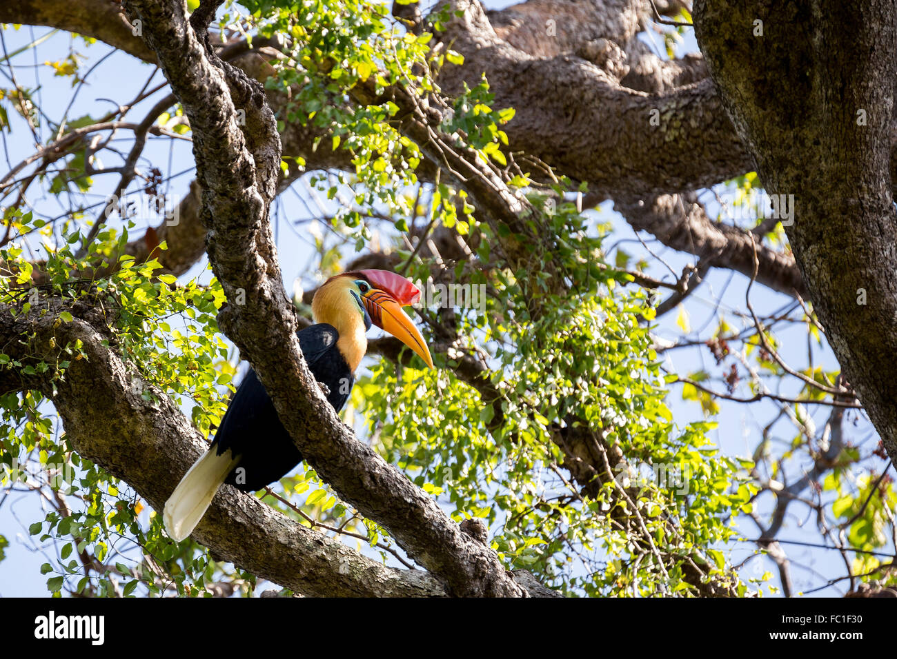 Knobbed hornbill, Aceros cassidix, on the branch at a tree top. Tangkoko National Park, Sulawesi, Indonesia Stock Photo