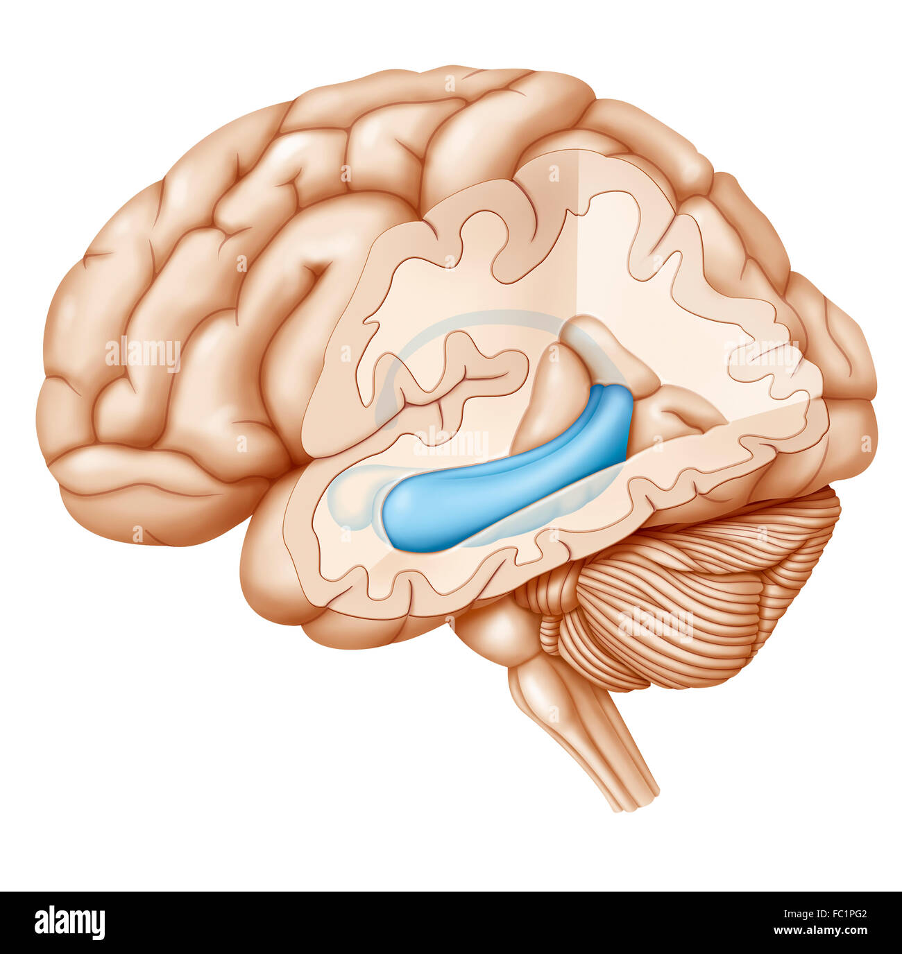 parts of the brain hippocampus