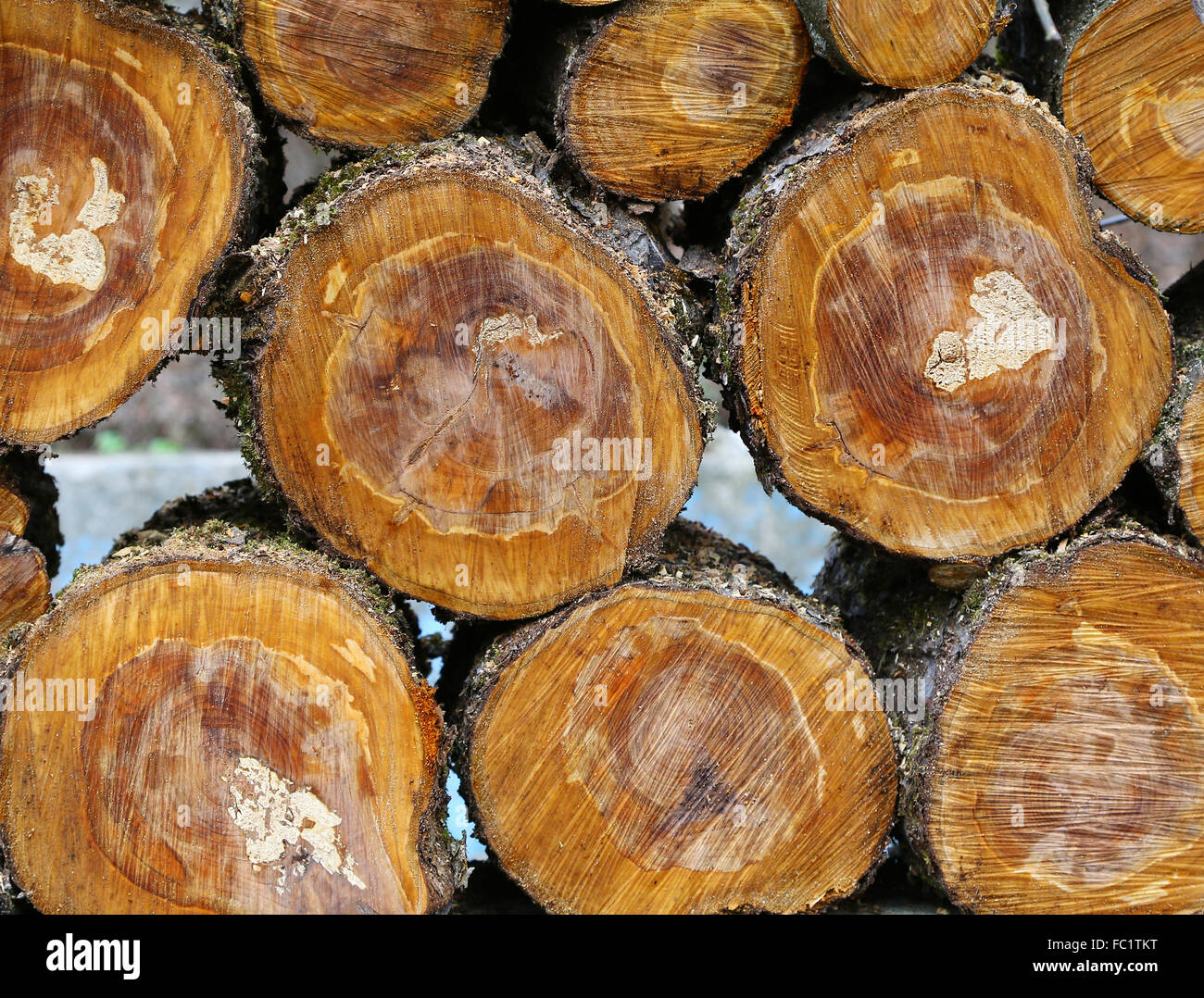 Naturally opened tree hi-res stock photography and images - Alamy